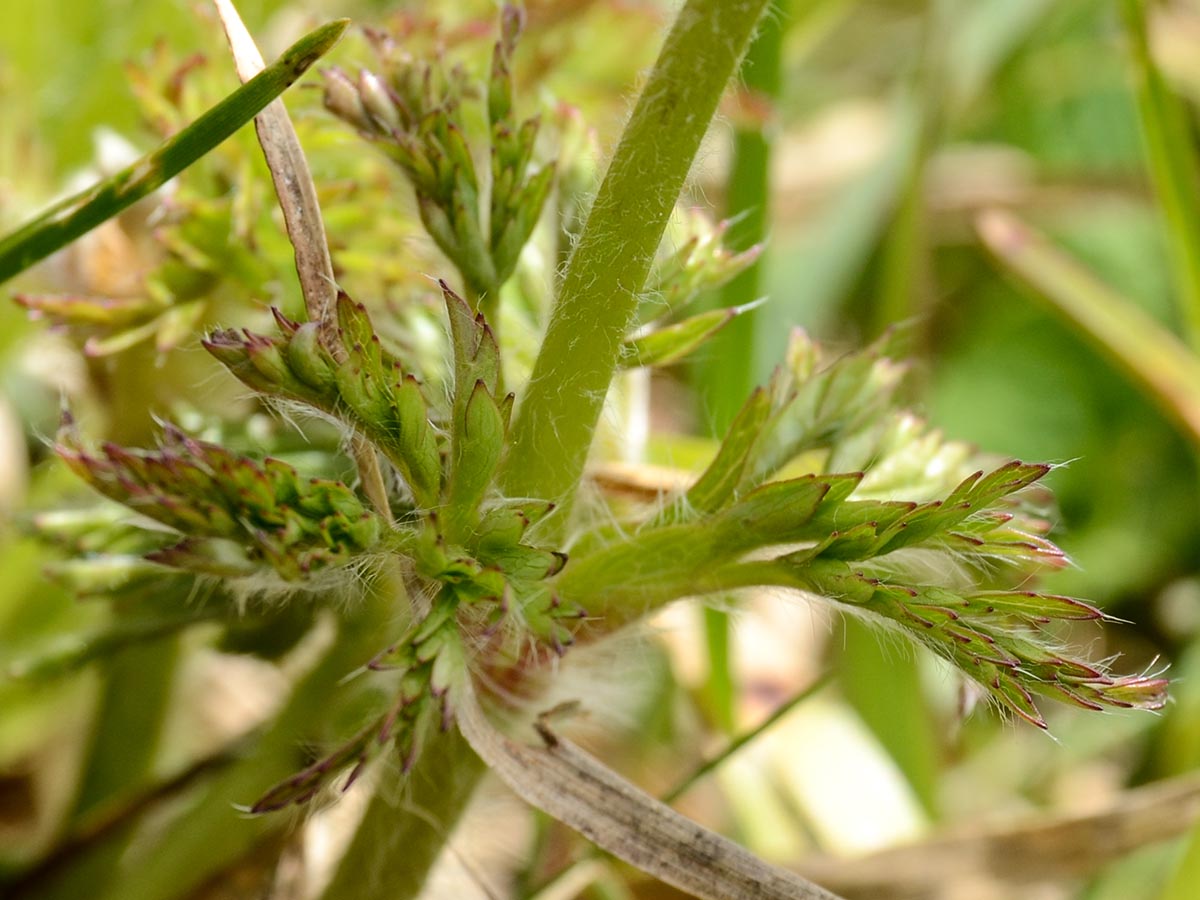 junges Blatt, Behaarung